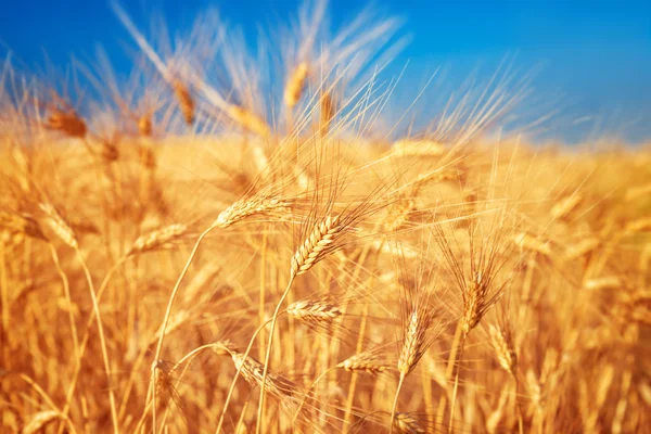 Paisagem de campo de trigo — Fotografia de Stock