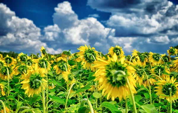 Świeże Słonecznikowe pole — Zdjęcie stockowe