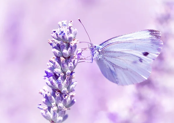 Zachte vlinder op lavendel bloem — Stockfoto