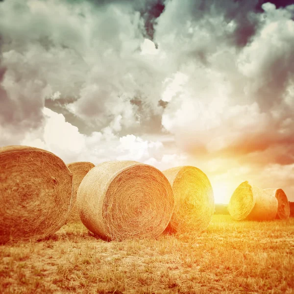 Viele trockene Heuhaufen im Sonnenuntergang — Stockfoto