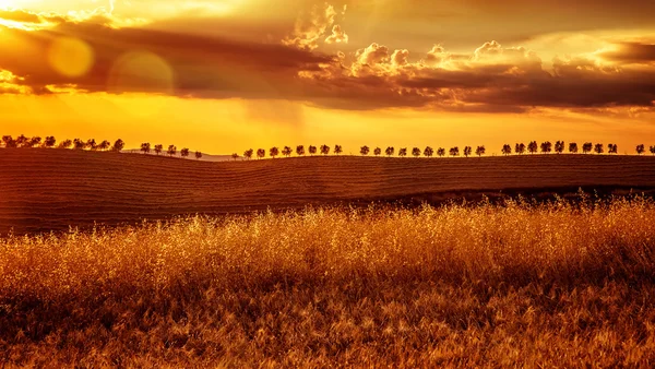 Tarım arazileri üzerinde sarı günbatımı — Stok fotoğraf