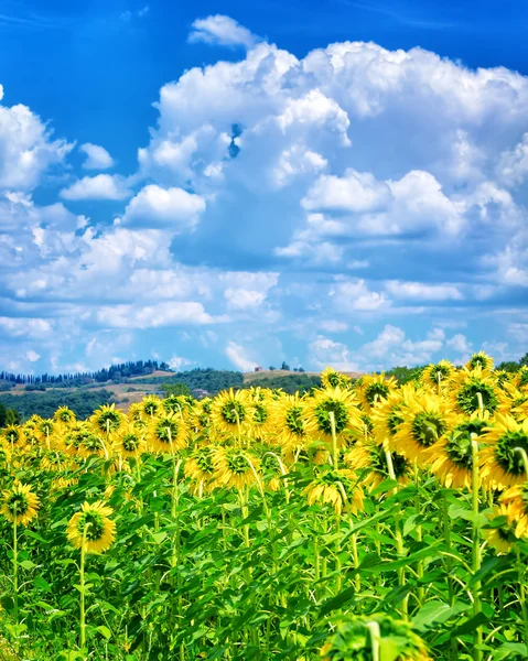 Vackra solrosor fältet — Stockfoto