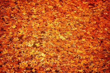 sonbahar yaprakları arka plan