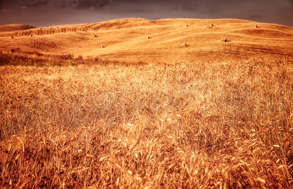 Campo de trigo seco dourado — Fotografia de Stock