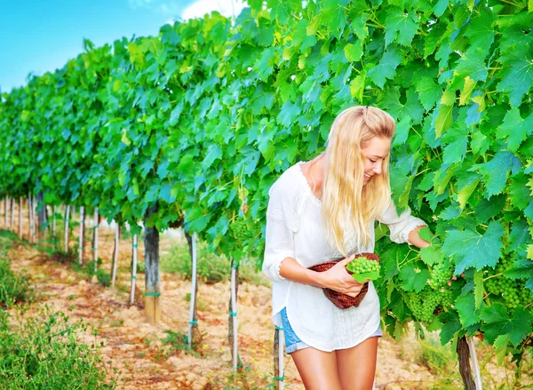 Schöne junge Winzerin — Stockfoto