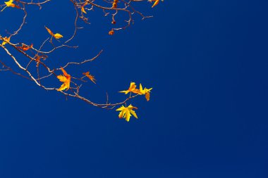 Akçaağaç twigs mavi gökyüzü arka plan üzerinde