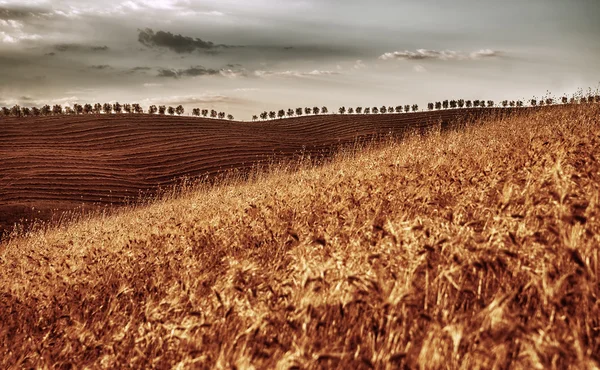 Campo de trigo seco dorado — Foto de Stock