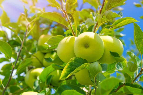 Fondo de frutas de manzana —  Fotos de Stock