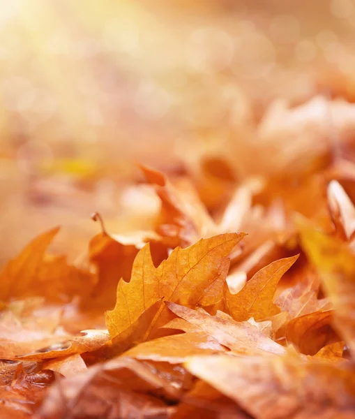 Dry foliage on the ground — Stock Photo, Image