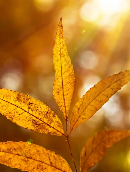 Hermosas hojas de otoño — Foto de Stock