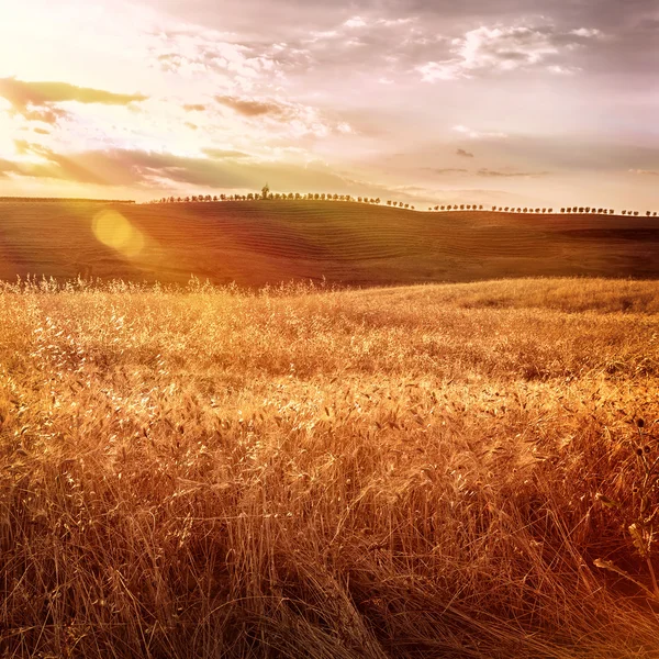 Belo campo de trigo outono — Fotografia de Stock