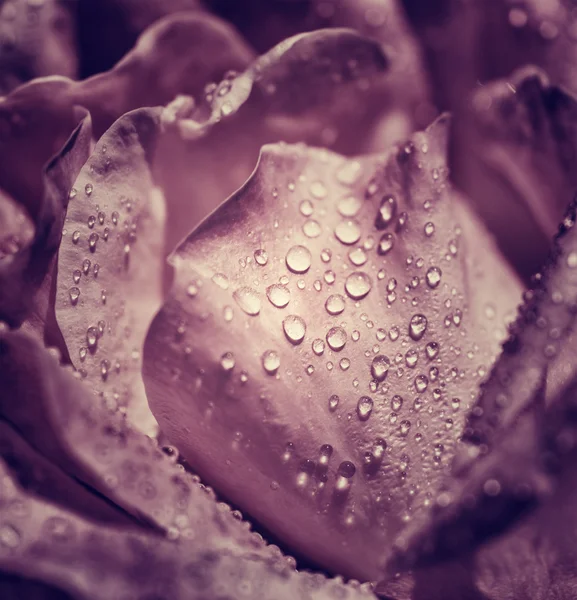 Vintage rose background — Stock Photo, Image