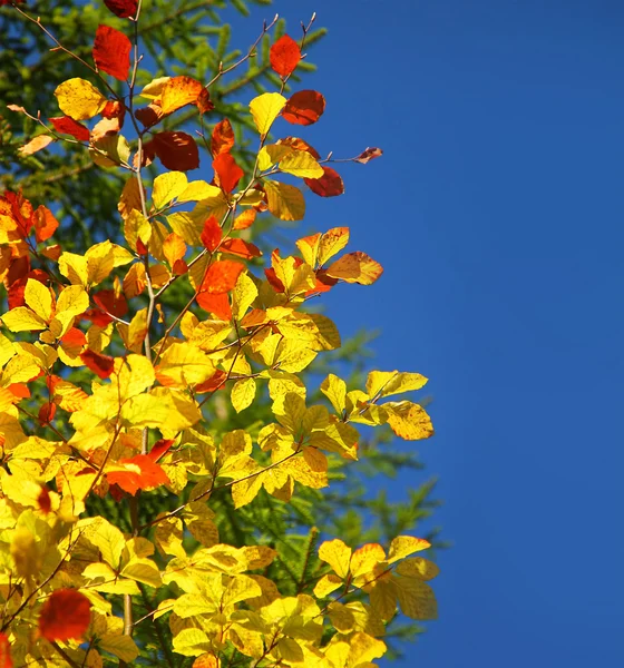 Mooie herfst grens — Stockfoto