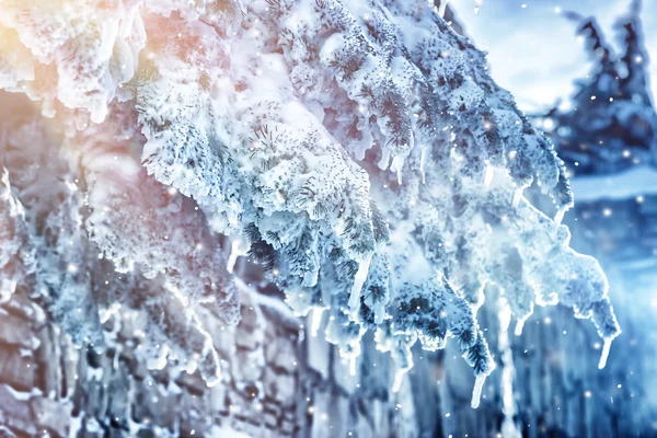 Snöiga pine tree bakgrund — Stockfoto