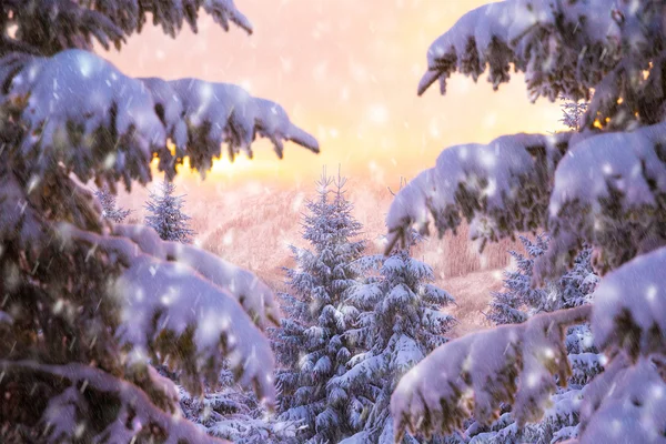 Schöne Winternatur — Stockfoto