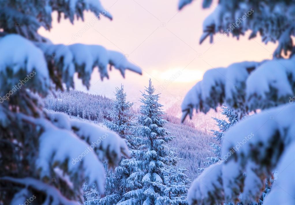 Beautiful winter forest