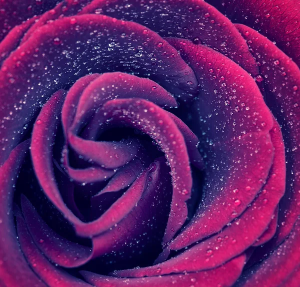 Mooie roos achtergrond — Stockfoto