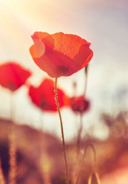 Gentle poppies flowers field — Stockfoto