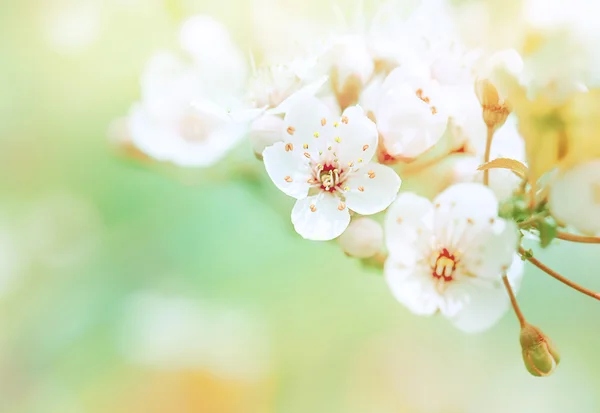 Schöne Frühjahrsblüte — Stockfoto