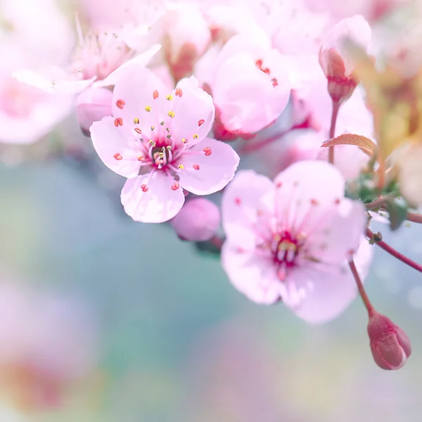Hermoso borde de flor de cerezo — Foto de Stock