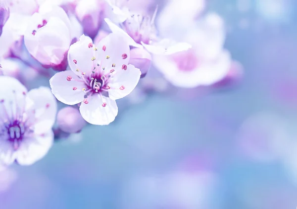 Vackert blommande körsbärsträd — Stockfoto