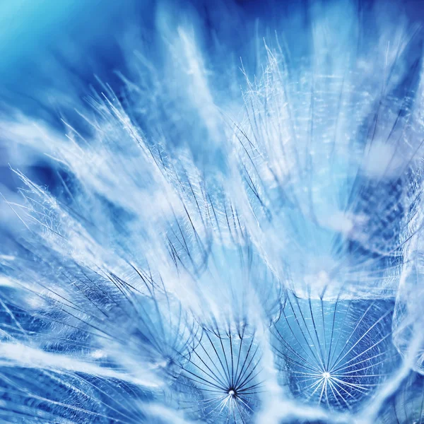 Bonito dandelion fundo — Fotografia de Stock