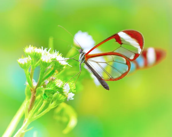 Beautiful butterfly on flower — Stock Photo, Image