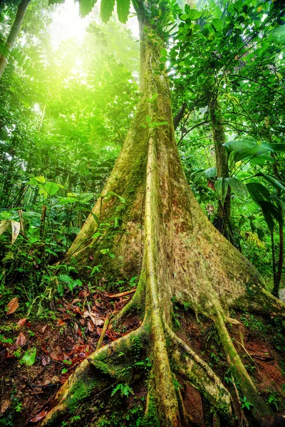 Yağmur ormanlarında dev ağaç — Stok fotoğraf