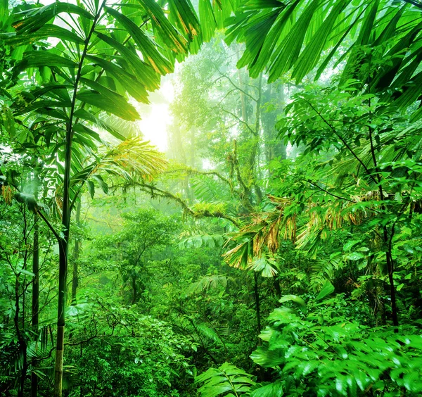 Forêt tropicale verte fraîche — Photo