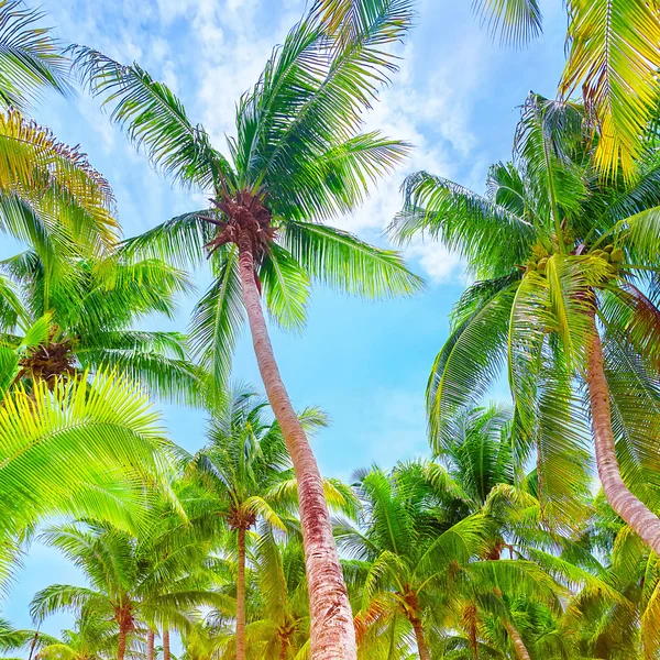 Fondo de palmeras verdes frescas — Foto de Stock