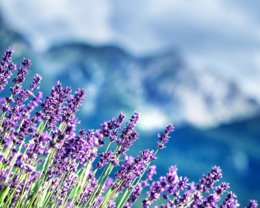 French Alps altında lavanta alanlar