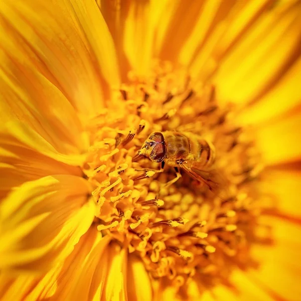 Schöne kleine Biene auf einer Blume — Stockfoto