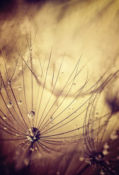 タンポポの花の背景 — ストック写真