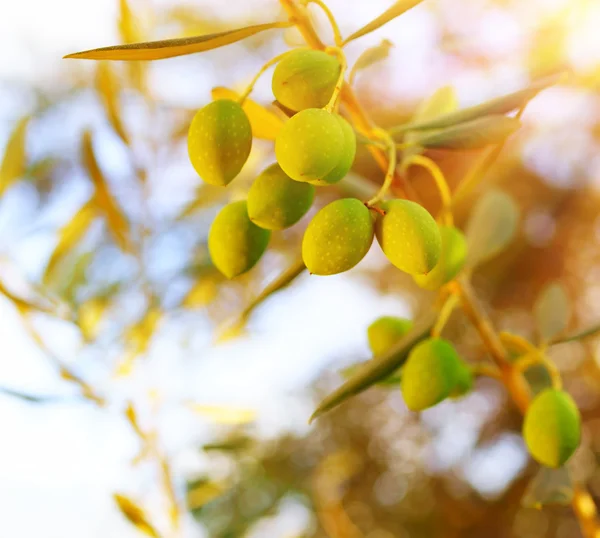 Olive tree branch — Stock Photo, Image