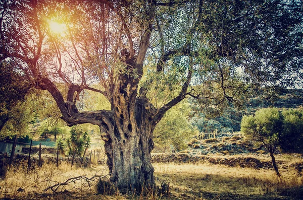 Schöner Olivenbaum — Stockfoto