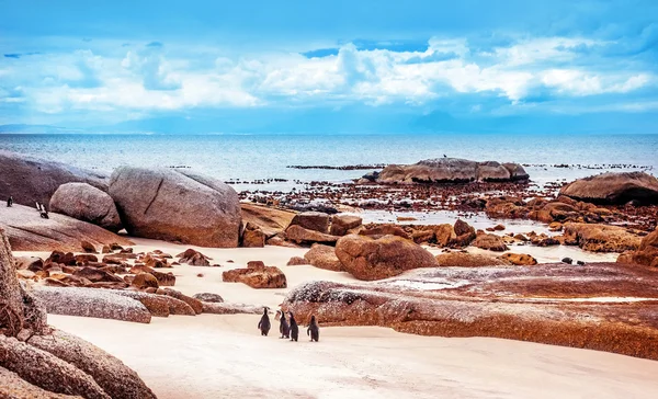 Güney Afrikalı vahşi penguenler — Stok fotoğraf