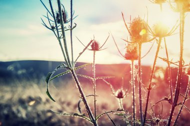 Thistle günbatımı üzerinde