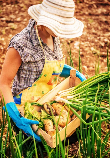 Landwirt arbeitet im Garten — Stockfoto