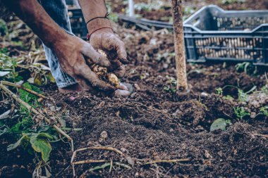 Piyasa satışı için taze patates toplayan eller. Sönük ışığı ısıt.