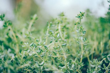 Kekik, kurutmak için bitkiler ve tıbbi ya da yemek pişirmek için aşılar. Doğal dokuları ve rahatlatıcı yeşil paleti olan fotoğraf..