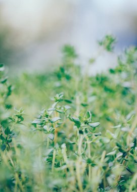 Şehir bahçıvanı için kapalı konteynırda taze kekik filizi. İhale yapraklarının çerçevesini kapat, yayılma