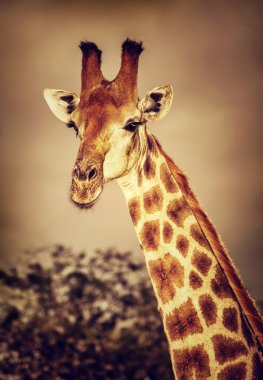 Wild South African giraffe clipart