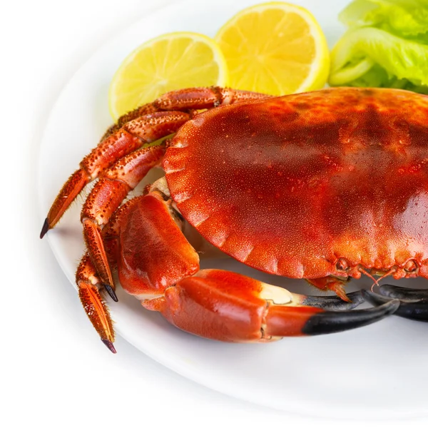 Red tasty boiled crab — Stockfoto