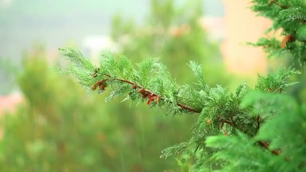 Chuva na floresta. Vídeo em HD completo — Vídeo de Stock