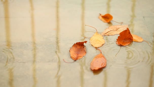 Golden dry leaves in the puddle. Full HD Video — Stock Video