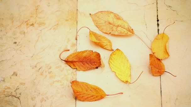 Сухе осіннє листя в калюжі. Full HD відео — стокове відео