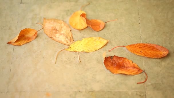 Golden dry leaves in the puddle. Full HD Video — Stock Video