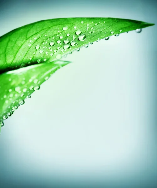 Verse groene blad-rand — Stockfoto