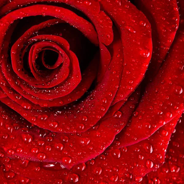 Red rose background — Stock Photo, Image