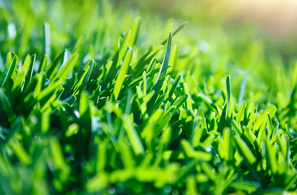 Groene grasachtergrond — Stockfoto